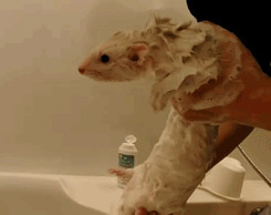 小苍鼠洗澡动态图片