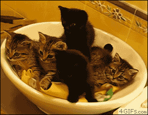 猫咪与碗动态图片: