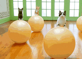 猫咪玩球动态图片