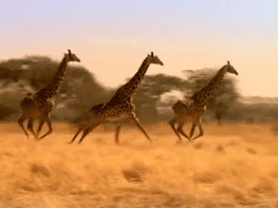 长颈鹿奔跑图片
