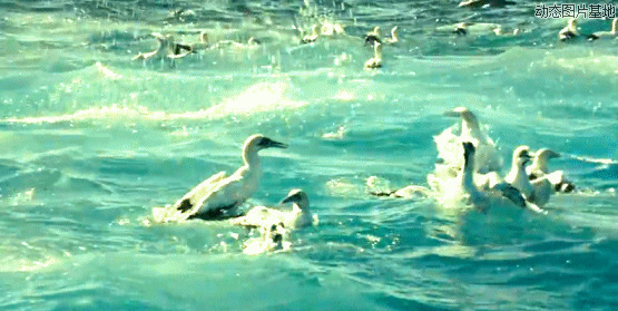 鸭子冲浪动态图片