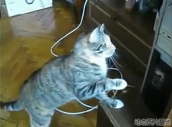 猫咪玩光驱动态图片