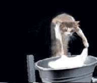猫猫洗衣服动态图片