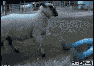 调皮的山羊动态图片:山羊