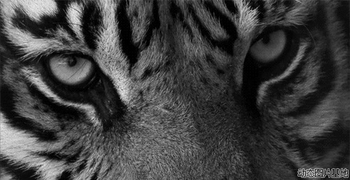 老虎眨眼动态图片