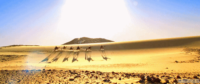 沙漠骆驼图片: