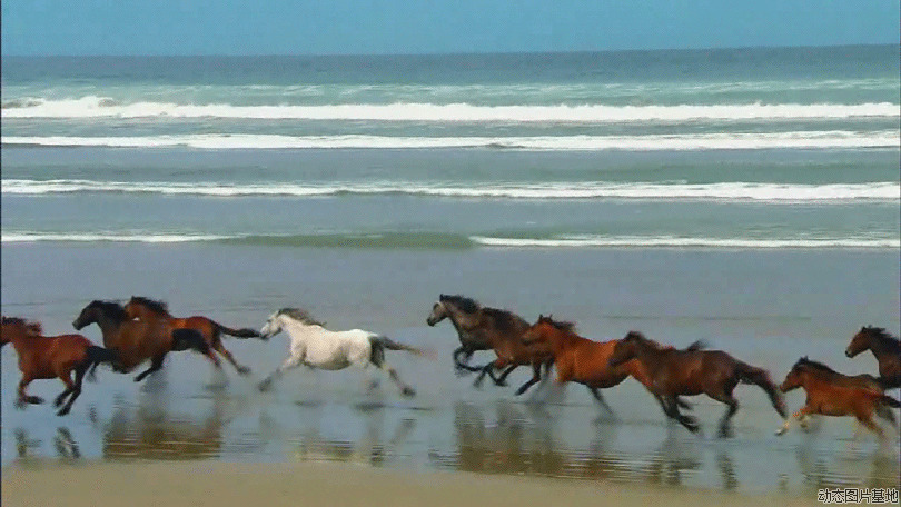 马奔跑gif动态图片