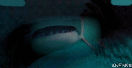 大鲨鱼动态图片:鲨鱼,
