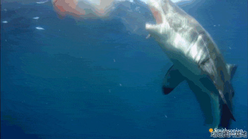 鲨鱼吃食图片