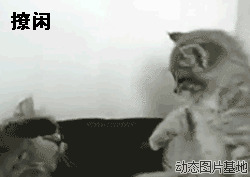 两只猫打架视频图片