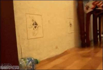 搞笑小猫咪图片:猫猫,