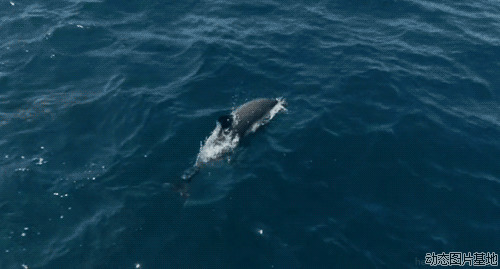 超级海豚动态图片