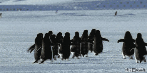 企鹅图片:企鹅,
