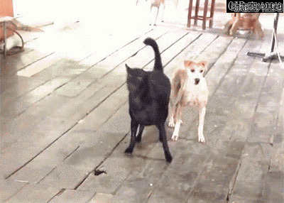 猫打架狗劝架图片