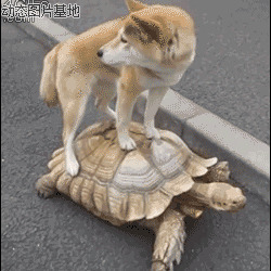 狗龟图片:狗,龟,
