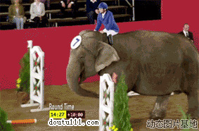 大象搞笑视频图片