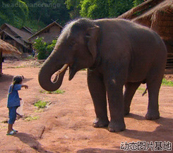 小孩和大象图片:小孩,大象,搞笑,