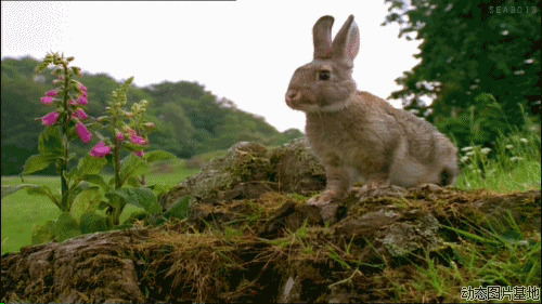 萌兔子动态图片:兔子,动物,