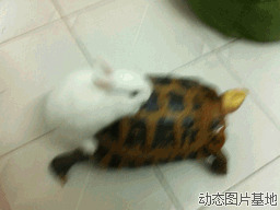 乌龟和兔子图片:乌龟和兔子,搞笑,