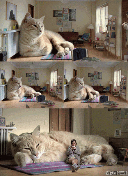 超级大猫图片:猫,动物,