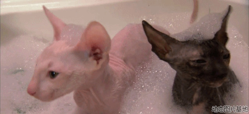猫洗澡图片:猫,动物,