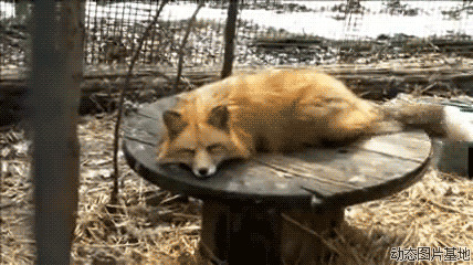 动态小狐狸图片:狐狸,动物,