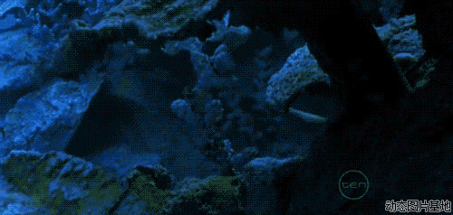 珍珠美人鱼动态图片:美人鱼,风景,