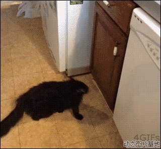 小黑猫动态图片:猫,动物,