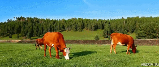 牛吃草动态图片