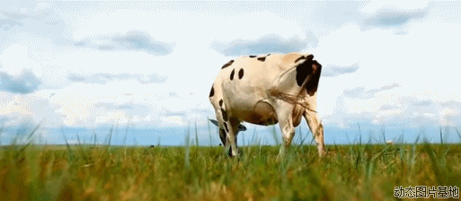 奶牛动态图片