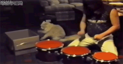 爱打鼓的小爵士猫图片:猫,打鼓,搞笑,
