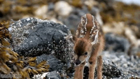 美丽的小花鹿图片:动物,