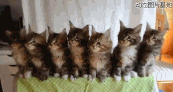 小猫咪卖萌视频图片:猫猫,