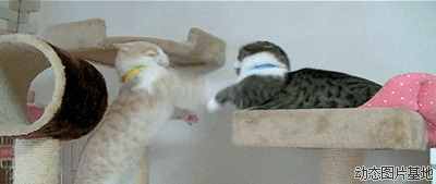 两只猫打架搞笑视频图片