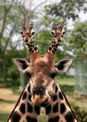 长颈鹿动态表情图片:动物,