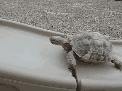 乌龟搞笑视频图片