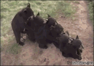 搞笑黑熊图片:黑熊,搞笑,可爱,动物,逗比,   