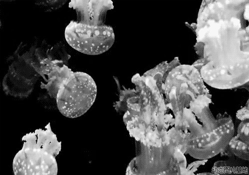 深海水母动态壁纸图片:水母,唯美,黑白,梦幻,风景,动漫,    