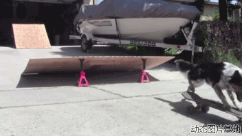 狗溜滑板车视频图片:滑板,搞笑,可爱,动物,狗狗,   