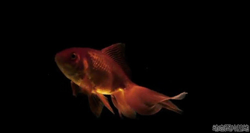 金鱼图片:金鱼,唯美,动物,梦幻,  