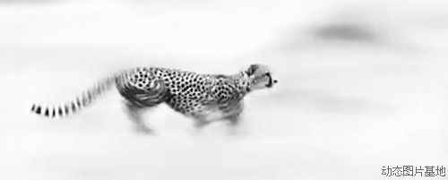豹子奔跑速度图片:豹子,唯美,动物,黑白,梦幻,   