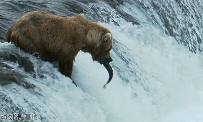 北极熊捕食图片:熊,搞笑,唯美,动物,,风景,    