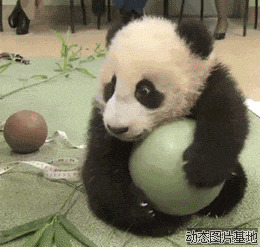 大熊猫搞笑图片