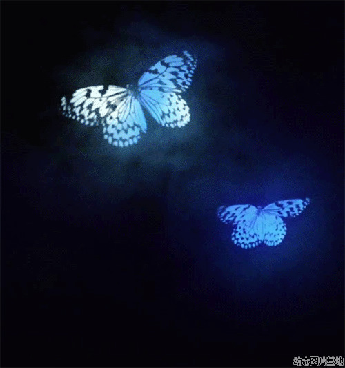 蝴蝶gif动画图片:蝴蝶,动漫,动物,