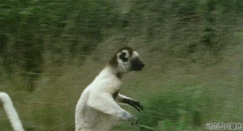 猴子跳跃动态图片
