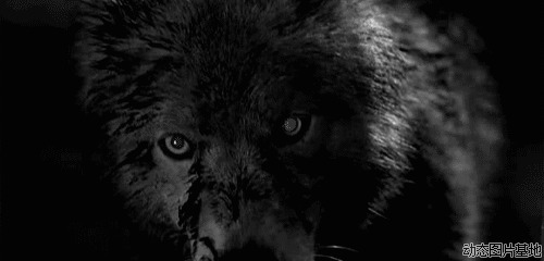 凶狼动态图片大全图片:狼,动物,黑白, 