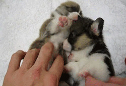 捧腹网搞笑动态图片:动物,搞笑猫猫