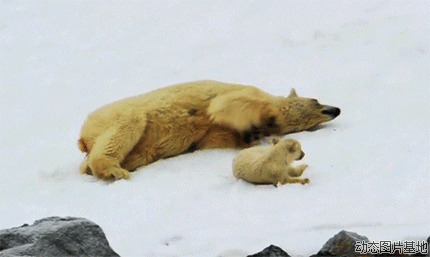 北极熊搞笑视频图片