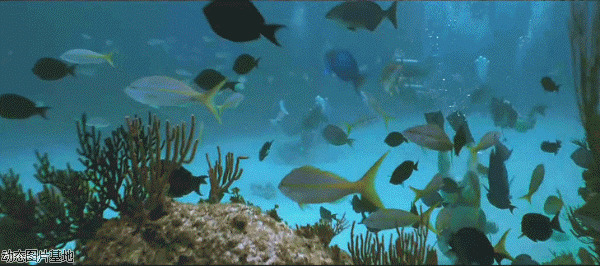 海底动态鱼图片:鱼,动物,风景,