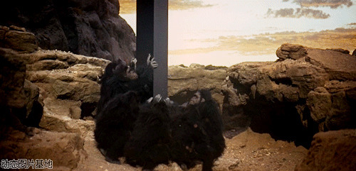 黑猩猩图片:猩猩,动物,风景,唯美,